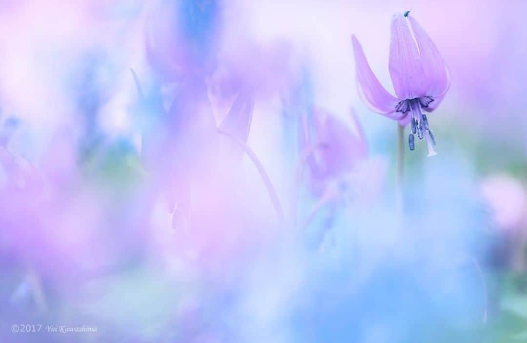 花の写真館のインスタグラム：「Photo by Yui Kawashima.⠀ https://www.facebook.com/profile.php?id=100009380512110⠀ .⠀ Original Post[投稿頂いたURL]⠀ https://www.facebook.com/photo.php?fbid=1863120910677241⠀ .⠀ 本アカウントは、 #私の花の写真 をつけてInstagramに投稿された皆さまの花の写真や、「花の写真館」Facebookページで投稿された花の写真を紹介します。⠀ 「花の写真館」Facebookページは、「 @floral.photograph 」のプロフィールにあるURLからご覧ください。⠀ .⠀ #花の写真館 #floralphotograph #floralphoto #flower #flowers #富士フイルム #FUJIFILM⠀ Follow: @floral.photograph」