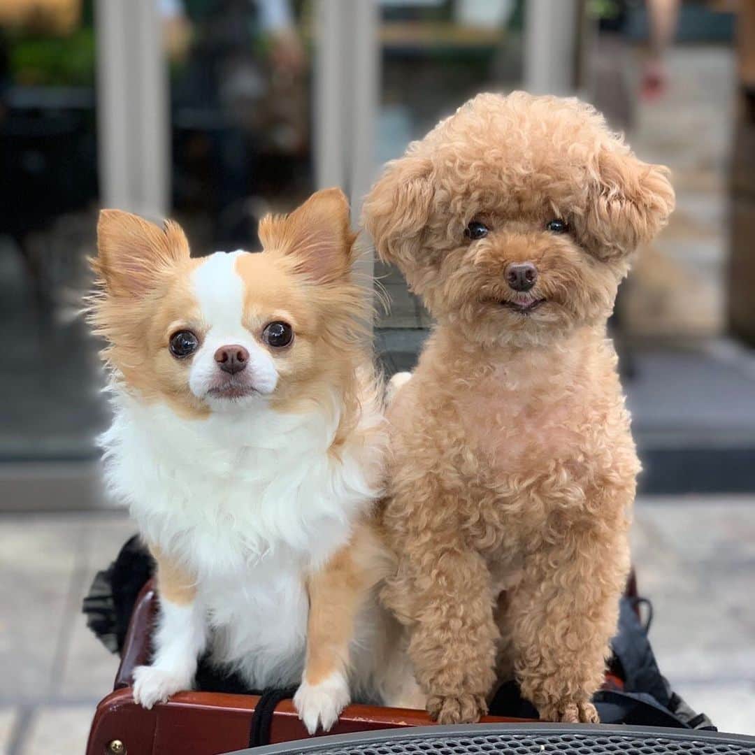玉ねぎ戦士のグルメインスタ