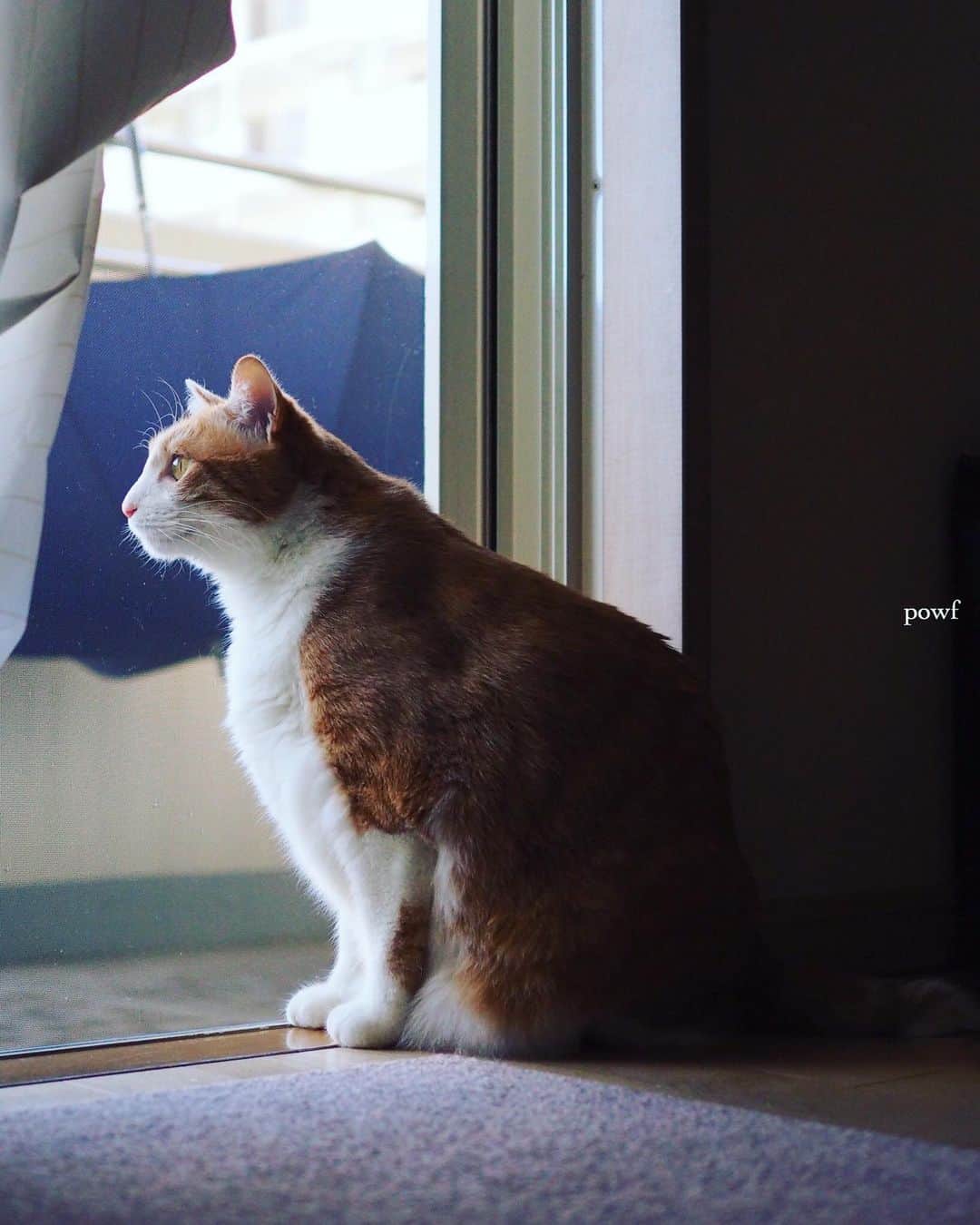 anemone_69のインスタグラム：「. #窓辺のハカセとキョウジュ . #ハカセとキョウジュ #茶トラ白 #茶白 #cat #猫 #保護猫 . . .」