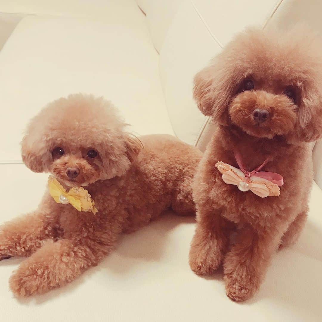 ももちゃん & まろんたんのインスタグラム：「ももとまろんはトリミングに行ってきました〜❤️ またふわふわ復活☺️ 可愛くしていただきありがとうございます❤️ ・ ・ #dog #dogs #dogstagram #poodle #poodles #poodlelove #poodleclub #toypoodle #toypoodles #toypoodlelove #toypoodleclub #east_dog_japan #all_dog_japan #ig_poodle #poodlesofficial #ふわふわ #ふわもこ部 #トイプードル #トイプードル部 #トイプードル大好き #トイプードル多頭飼い #まろんたん #ティーカッププードル #わんこなしでは生きていけません会 #pecoいぬ部 #joker六本木ヒルズ店 #トリミング #ももちゃん #toypoodleofficial #犬のいる暮らし」