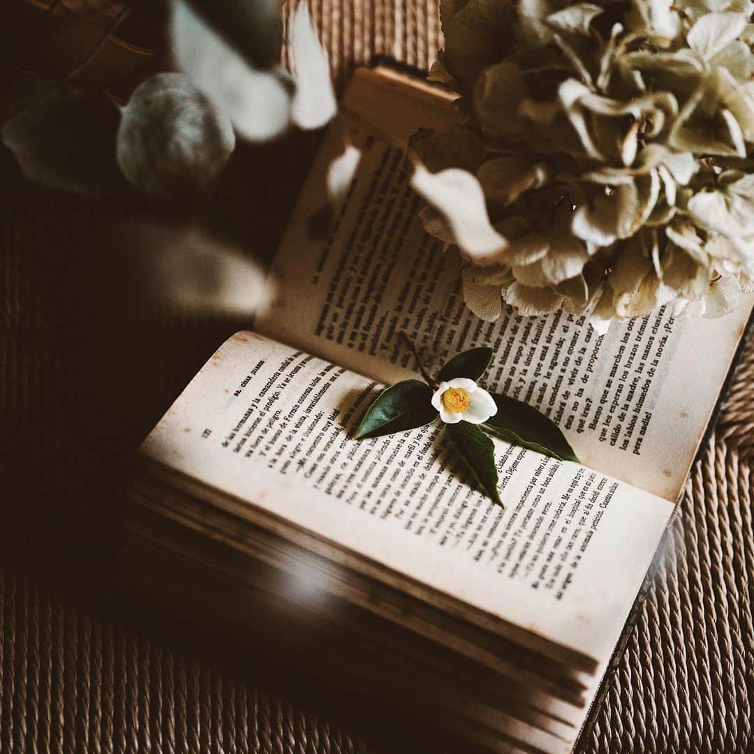 Naokoのインスタグラム：「my favorite flower.. * ヒメシャラがすき。 今年もお庭に咲いています。 #hasselblad_diary」