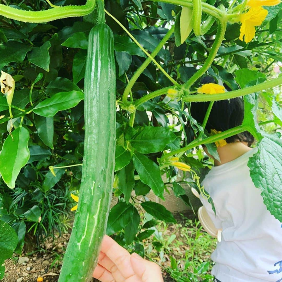 大和田美帆さんのインスタグラム写真 - (大和田美帆Instagram)「今日は 千葉の親戚宅で土にたくさん触れて遊びましたー！  都内ではなかなかできない経験。 . 「気持ち良さそう！」と言いながら自ら裸足になって濡れた土の上に立った時、「、、、気持ち悪い。。」と顔が固まったのが面白かった。 . . 土で作ったグラタンやピザ。 今年も収穫させてもらった夏野菜。 土まみれになった手足、洋服。 虫をキャーキャー言いながら観察したこと。 全部たのしい思い出！」6月23日 20時26分 - miho_ohwada