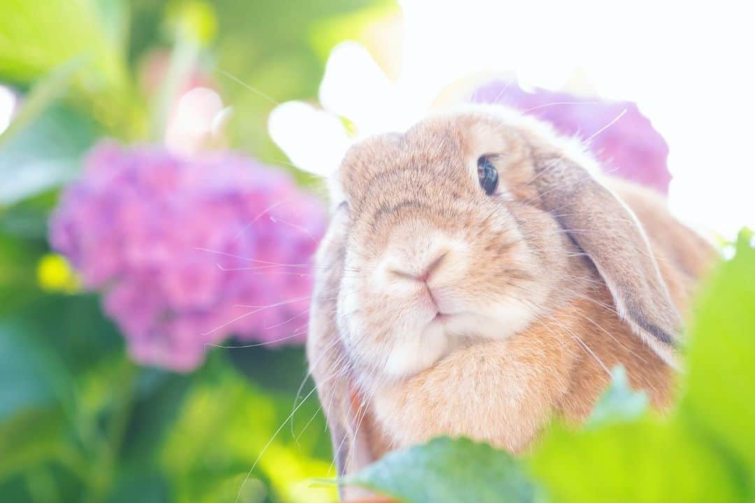 のインスタグラム：「昼間は湿気が多くて暑いですね🥵☀️ 爽やかな写真と動画で心を落ち着かせよう😂 2枚目の動画、手ブレ凄すぎてすみませんw  紫陽花の写真可愛いのがたくさんあるのでポストカードやクリアファイルにしようと思ってます☺️ ＊ ＊ ＊ #うさぎ #rabbit #bunny #ふわもこ部  #WeeklyFluff #igersjp  #tokyocameraclub #東京カメラ部  #神戸カメラ部  #bunnystagram  #myfujilove  #今日もx日和 #xt3 #xf90mmf2  #うさぎ部 #ホーランドロップ #hollandlop  #ファインダー越しの私の世界 #art_of_japan #aoj_bokeh」