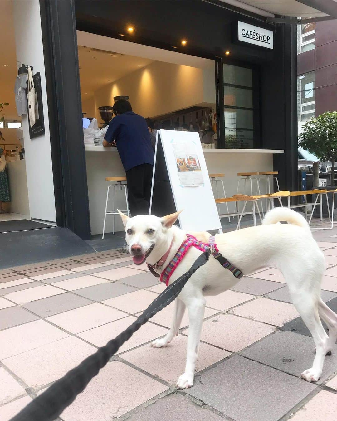 柴犬ハル&保護犬すずさんのインスタグラム写真 - (柴犬ハル&保護犬すずInstagram)「☕️ . 「橋本すずです！ 2歳です！メスです！ おかーしゃーんのおつかいで、 アイスカフェラテ1つと、 ホットのカフェラテを1つ、 買いに来ました！」 . #開け芋！！ #そう言えばドアが開くと聞いて来ました #1000円札が肉球に挟まってるのでよろしくです #お釣りも肉球にお願いします🐕 . #柴犬#柴#kagoshima#dog#puppy#shibainu#shibastagram#いぬバカ部#family#鹿児島#赤柴#雑種#天文館#日本犬#cafe#coffee#コーヒー」6月23日 21時09分 - haruharu040777