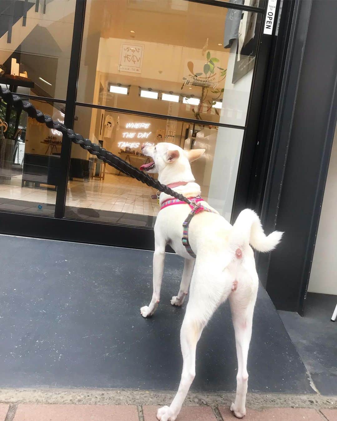 柴犬ハル&保護犬すずのグルメインスタ