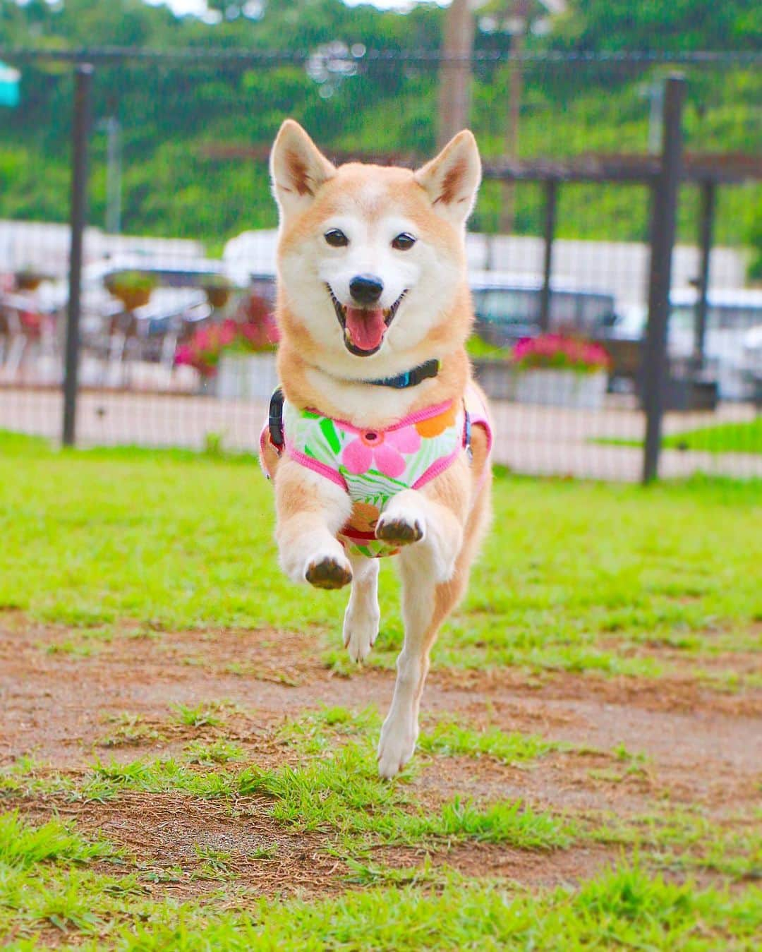 柴犬 けんしろう ゆりあさんのインスタグラム写真 - (柴犬 けんしろう ゆりあInstagram)「🐶💨 . 「ママ〜♡」 . ゆりぃ、おいでーって言うと ダッシュで来てくれるかわい子ちゃん😍 . ただし、目の前でサッとよけて 猛スピードで駆けぬけてゆくのですが😂 . . Location:千葉(先日のドッグランにて🐾)」6月23日 21時09分 - nerishiro