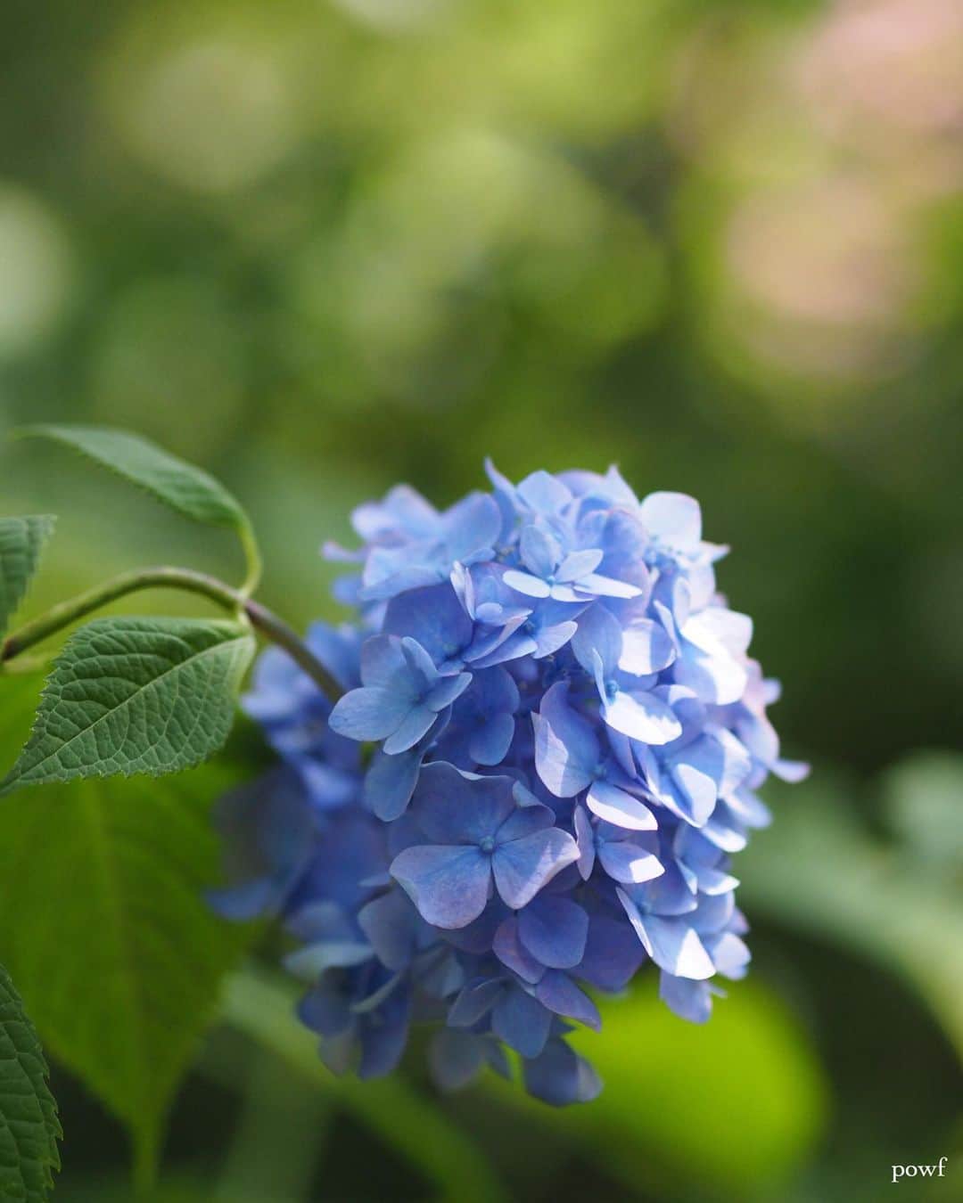 anemone_69のインスタグラム：「. #hydrangea #アジサイ #あじさい #紫陽花 #小平あじさい公園 . . .」