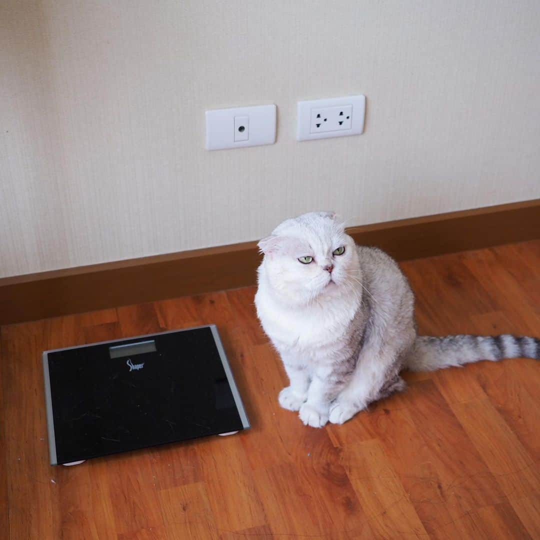 Haruのインスタグラム：「We don’t need any scale in da house. We all are slim and beautiful. Throw it away! #มีเครื่องชั่งน้ำหนักทำไมในเมื่อผอม #โยนทิ้งซะมนุษย์」