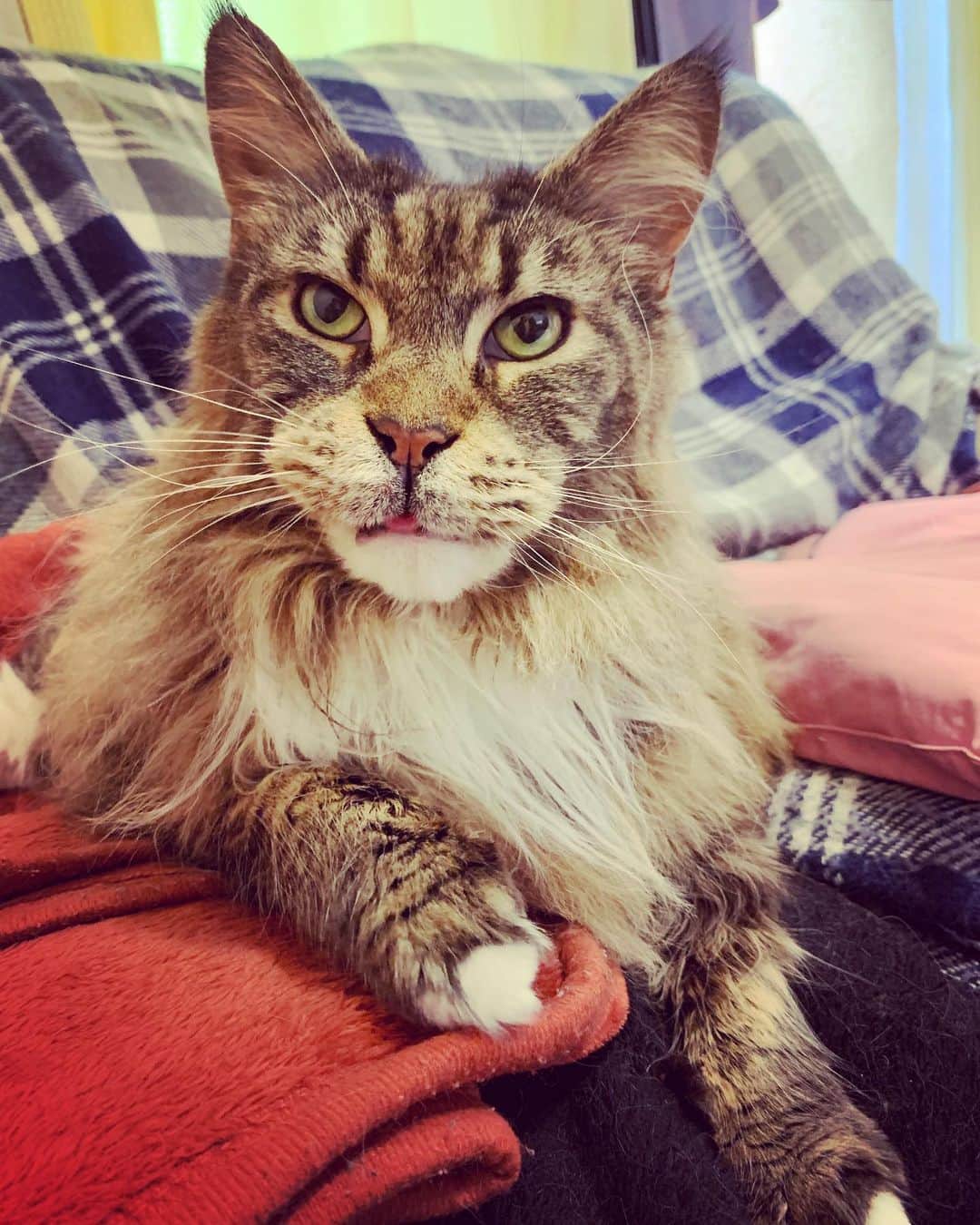 のインスタグラム：「今日は猫充さくら💕なつっこーいメインクーンちゃん10歳。いつも、いらっしゃいなと言う感じでソファに鎮座しておられる。さくら先輩ちーっす！  #メインクーン #cat」