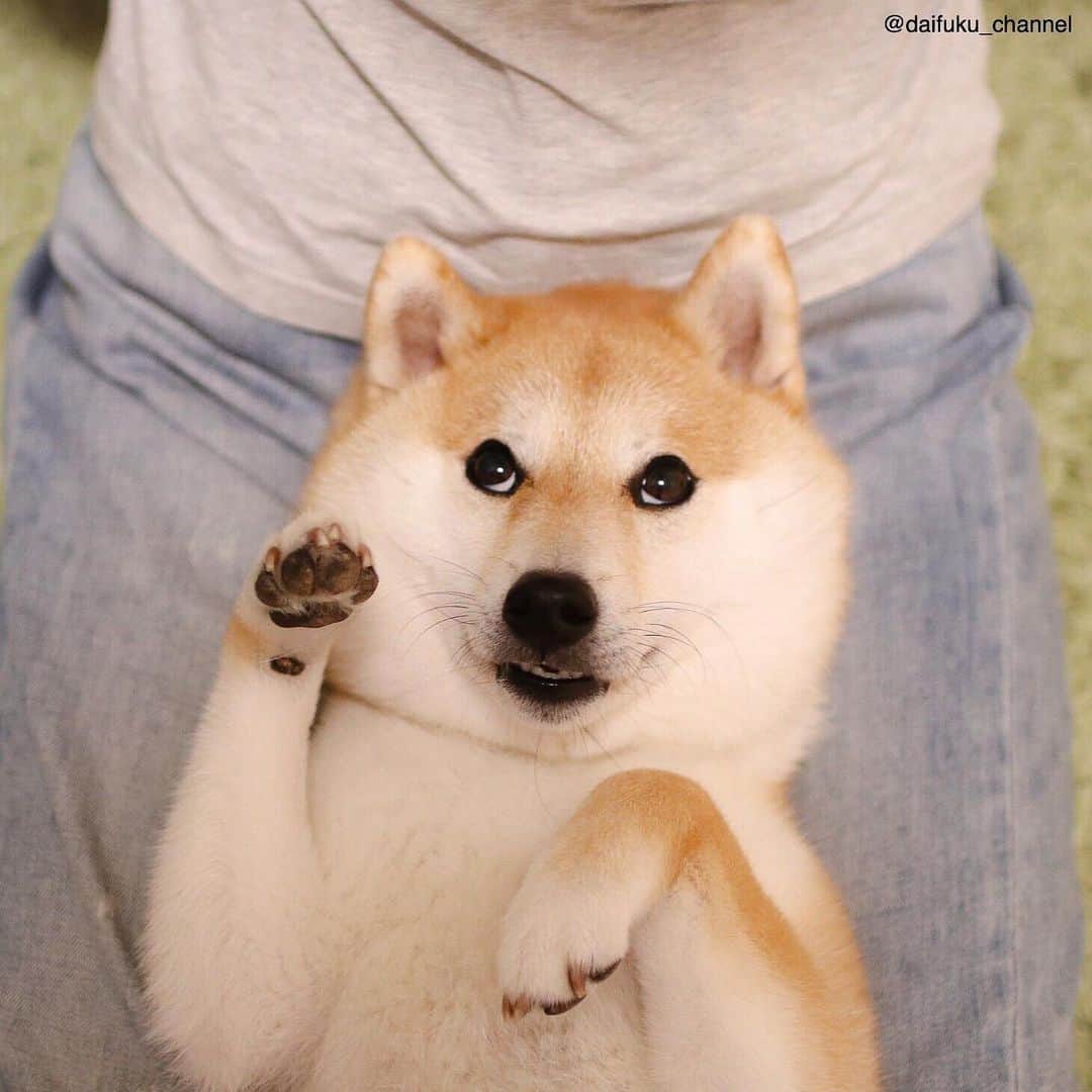 だいふくさんのインスタグラム写真 - (だいふくInstagram)「ねーねー、奥さんちょっと聞いてよ🐶😊 Have a sweet dream🐶🌙 See you tomorrow😉 #招き犬 #招きだいふく #1モフ1ジャーキー」6月23日 21時31分 - daifuku_channel