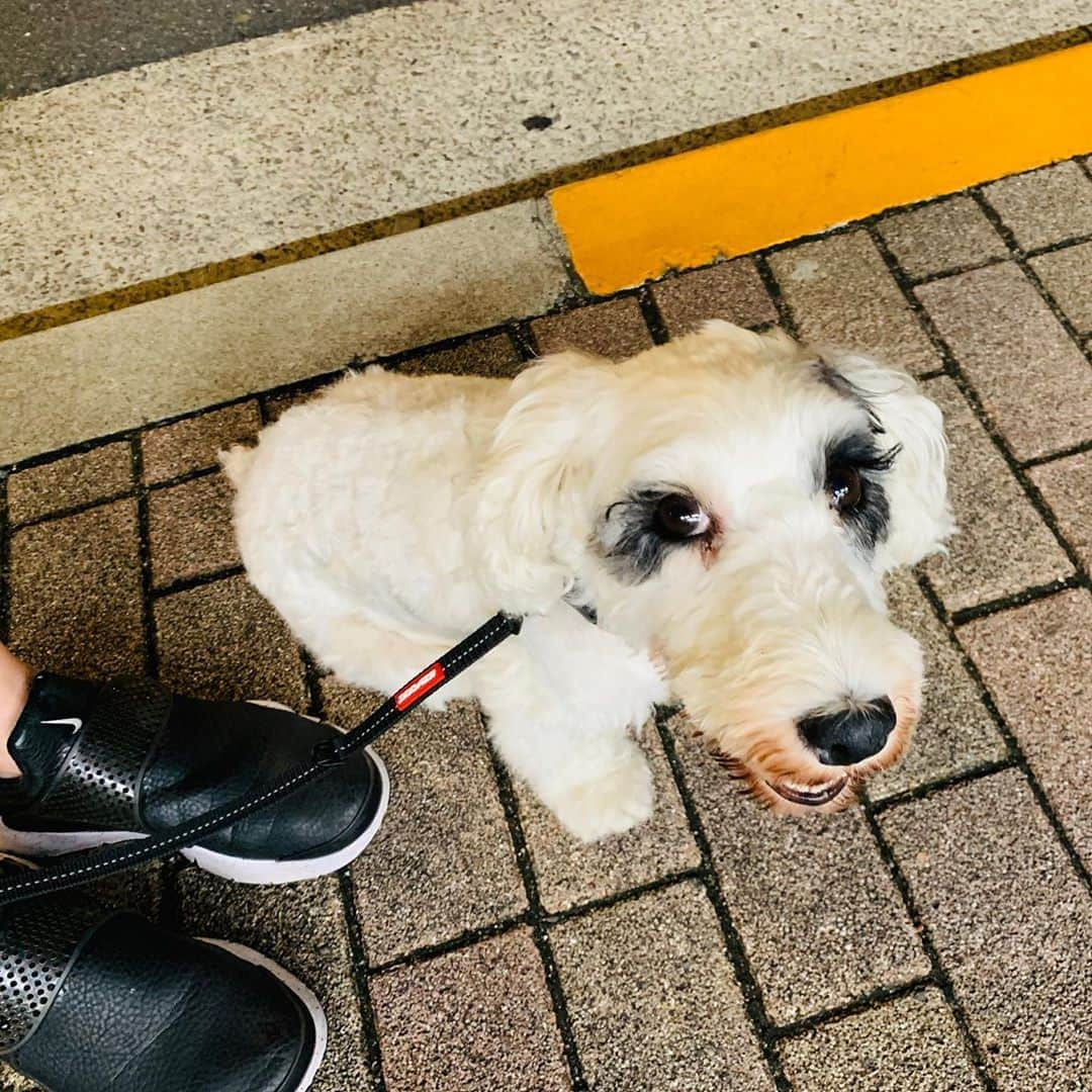 有村実樹さんのインスタグラム写真 - (有村実樹Instagram)「🏃‍♂️🏃‍♀️🐶﻿ 今日はイリスも一緒にウォーキング♪﻿ ﻿ ﻿ 梅雨は肩こりや頭痛が増えるけど、今年はウォーキングとヨガで去年よりも快適に過ごせています😊﻿ ﻿ 以前ご質問頂いた、写真でも履いているスパッツ(言い方あってるかな？)はアディダスです☆ ﻿ ﻿ ﻿ #家族の時間 #有酸素運動 #ウォーキング #のんびり #運動 #梅雨を快適に #イリス #シーリハムテリア #わんこ #繁殖引退犬」6月23日 21時34分 - arimura_miki