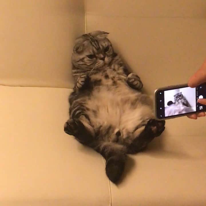Shishi-maruのインスタグラム：「🐱📷 ーーーーーーーーーーー 📕「ぷっちねこ。」「3匹のちいさな猫を召喚できたなら」「ちいさな猫を召喚できたなら」徳間書店より単行本発売中 ーーーーーーーーーーー ⭐︎ねこ漫画を描いています→@tacos_cat 🐱公式→@chiisanacat 🌺Twitter →@taco_emonemon ーーーーーーーーーーー」