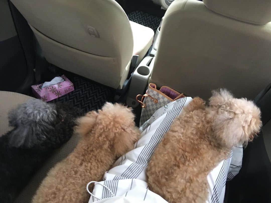 のインスタグラム：「先月から出張が続き... 実家にお泊りしてる娘たち。 久しぶりに会えたー♡ 寂しくて恋しくてたまらないけど もう少しの我慢だ。 #MAX#LINA #family#okinawa #dogs」
