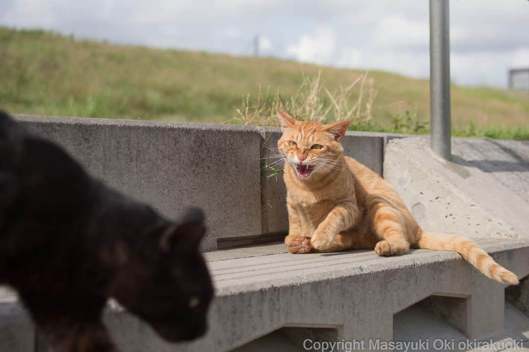 Masayukiさんのインスタグラム写真 - (MasayukiInstagram)「階段走ったらダメ！  #cat #ねこ」6月23日 21時57分 - okirakuoki