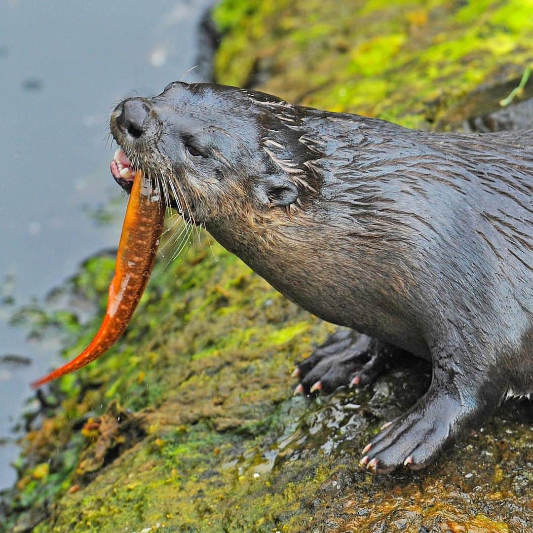 Thomas Peschakのインスタグラム：「Along the coast of Canada's Great Bear Rainforest North American river otters forage in the cold waters of the North Pacific Ocean. They prefer fish and can consume up to 3 lbs (1.5 kg) per day, an astonishing 10% of their body weight. To match this, the average human, weighing 62 kg /135 lbs, would need to consume in excess of 60 hamburgers or 12 pizzas every day. A river otter’s metabolic rate is 50% higher than most other mammals, thus their need for such a high daily dose of calories.  @pacificwild #otter #otters #britishcolumbia #highmetabolism #foodies #greatbearrainforest」