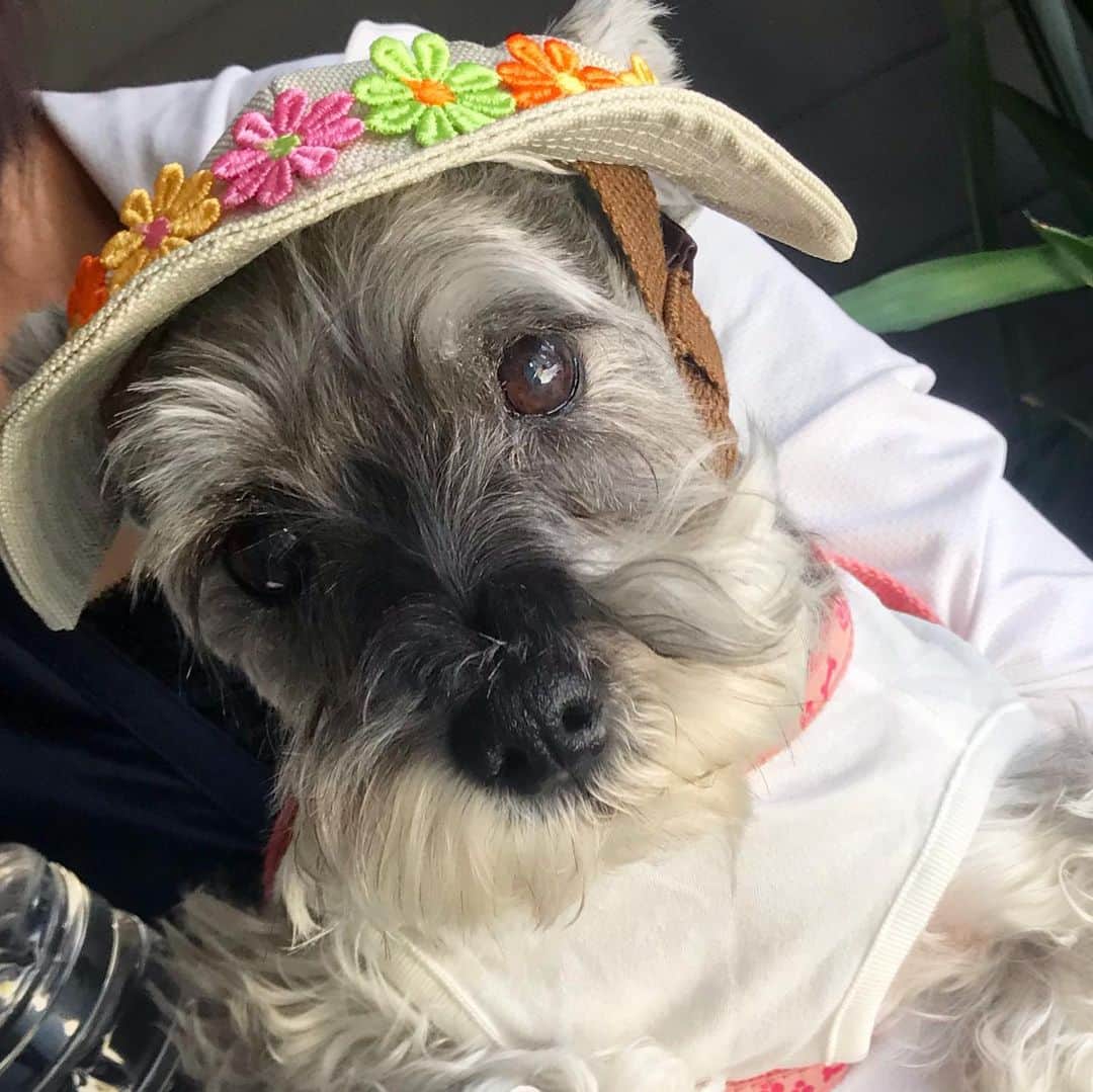 紀伊さつきのインスタグラム：「あっぽんぽん。 ・ うちの子、もうおばあちゃんで太陽光が目に良くないため、お散歩行くときはお帽子かぶります。 あっぽんぽん。 自分の服買うときは値札めっちゃ見るのに、愛犬のもの買うとき値札が目に入りません(そんなにお高くないですけどね)。 ボーイッシュなデニムキャップも持ってます。 ・ #眉毛が伸びてるとき #帽子かぶると #情けない顔になる  #トリミング は母のおしごと。 #バリカン でブイーーーン。 ・ #愛犬 #犬 #シュナウザー #ミニチュアシュナウザー #帽子 #犬の帽子 #癒し #dog #schnauzer」
