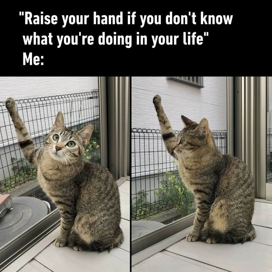 9GAGさんのインスタグラム写真 - (9GAGInstagram)「*Raises hand shamelessly*⠀ 📸 omochi_nam01 | TW⠀ -⠀ @meowed #cat #idontknowwhatimdoing #9gag」6月23日 22時30分 - 9gag