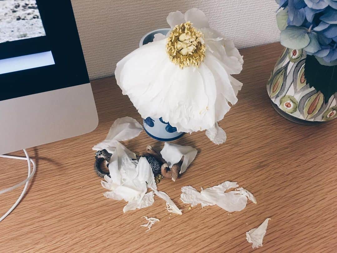 藤野可織さんのインスタグラム写真 - (藤野可織Instagram)「芍薬の花びらが落ちて、真下にいるシュライヒたちが大変。」6月23日 22時32分 - fujinono