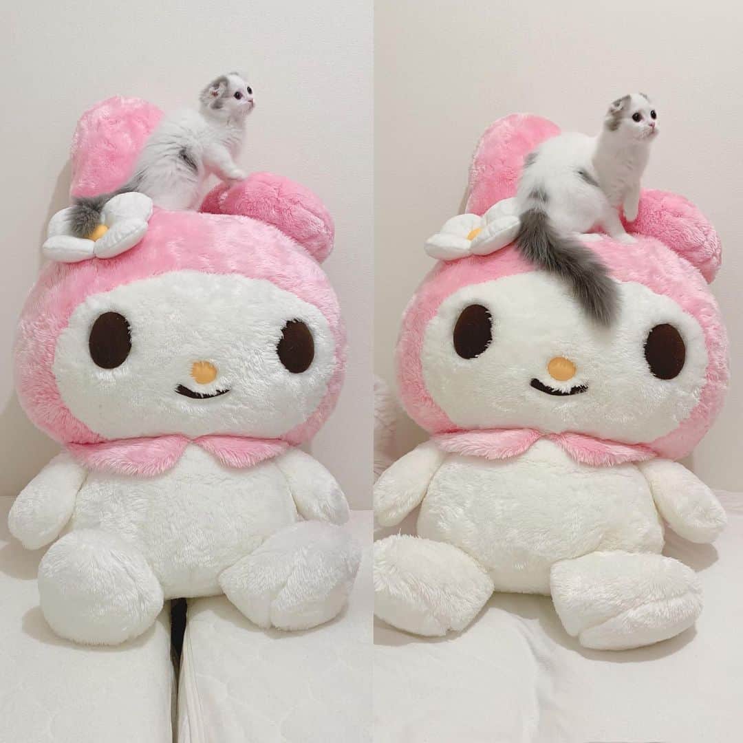 のんたのインスタグラム：「#ぱんとマイメロ から1ヶ月経ちました 大きくなってるの、わかるかなー しっぽのボリュームが出てきたよ ・ #scottishfold #catstagram_japan #catsofinstagram #cats_of_instagram#catoftheday #purr #ilovemycat #bestmeow #catlover #cutecat #kittensofinstagram #cute #スコティッシュフォールド#スコティッシュフォールドロングヘア #sanrio #mymelody #マイメロ#3monthsold」
