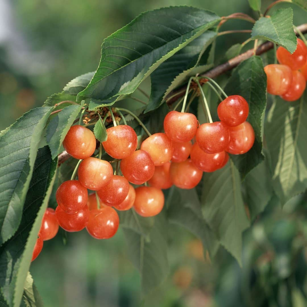 All Nippon Airwaysさんのインスタグラム写真 - (All Nippon AirwaysInstagram)「Summer is here and so are the #SatoNishiki cherries! 🍒 These fruits are known for their ruby red color and juicy flavor, plus they’re perfect for plucking. Tag a friend below to go cherry picking in Yamanashi City with!」6月23日 22時42分 - allnipponairways