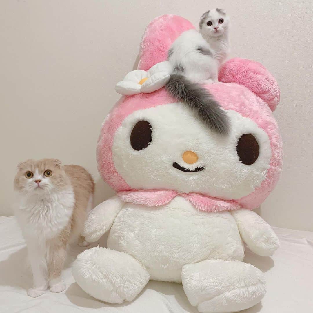 のんたのインスタグラム：「今月はぼーちゃんも特別出演💕 お姉ちゃんになったね☺️ ・ #scottishfold #catstagram_japan #catsofinstagram #cats_of_instagram#catoftheday #purr #ilovemycat #bestmeow #catlover #cutecat #kittensofinstagram #cute #スコティッシュフォールド#スコティッシュフォールドロングヘア #sanrio #mymelody #マイメロ#sisters」