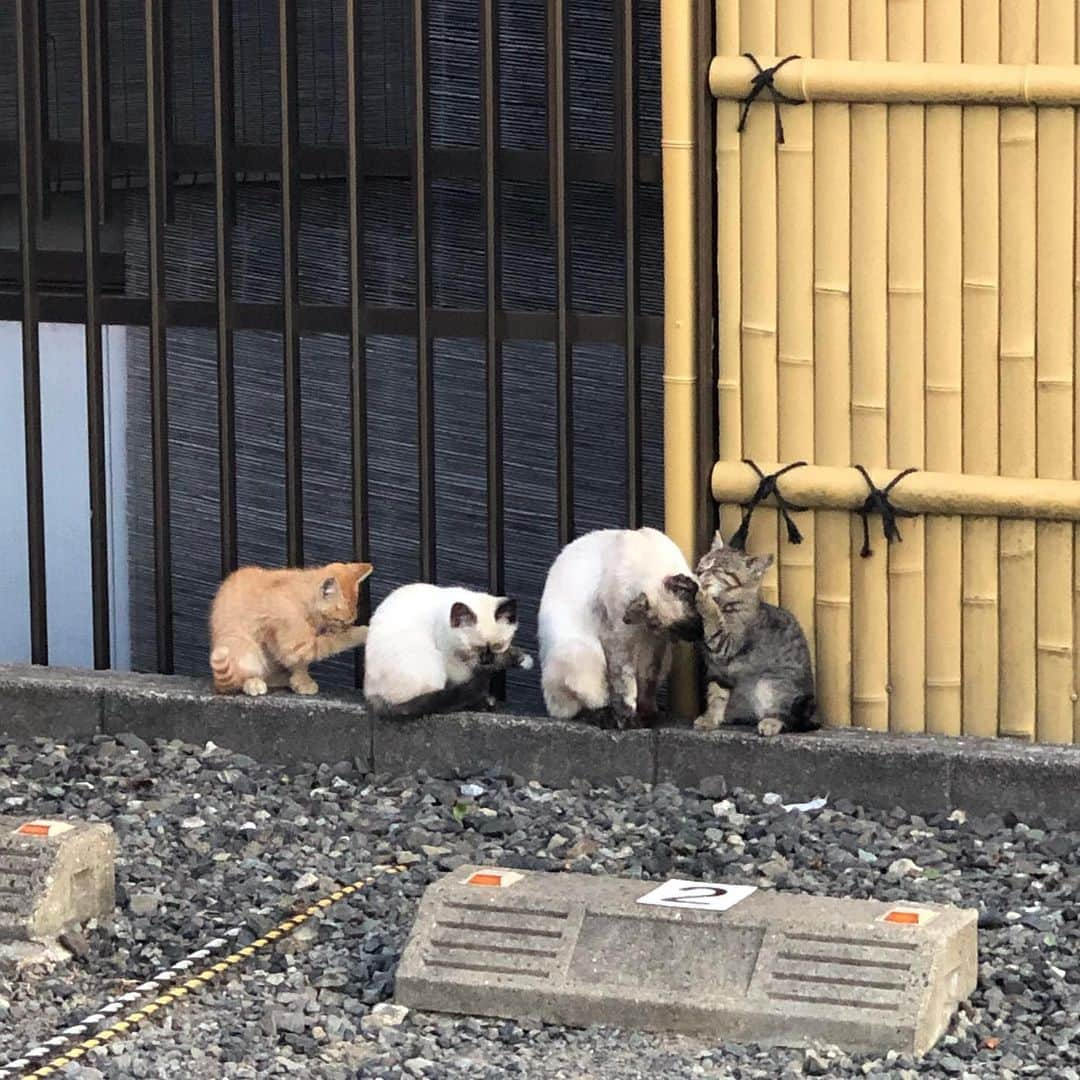 浅香圭（コラゾン）さんのインスタグラム写真 - (浅香圭（コラゾン）Instagram)「友達家族に ご飯ごちそうしたら 食べた後、みんなで一斉に 背中や頭を 掻きはじめた。w #graffiti#らくがき#art#animal #イラスト#お弁当#マンガ#アート #漫画#演劇#モデル #イケメン#芸能#baby #パン#舞台#新宿#カメラ #japan#ラーメン #おかず#うどん #イベント#cat #ねこ#撮影#猫 #ヘアスタイル #artwork#映画」6月23日 22時44分 - keiasaka