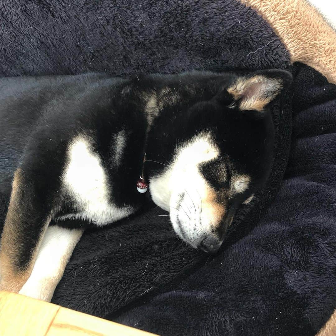 vo_coのインスタグラム：「💤 安心しきって眠ってる表情は、種族を超越して見る者の心を和ませてくれる… どちらもゆっくりおやすみ！ * #線対称姉弟 #shibastagram #instashiba #shiba #shibainu #黒柴 #柴犬」