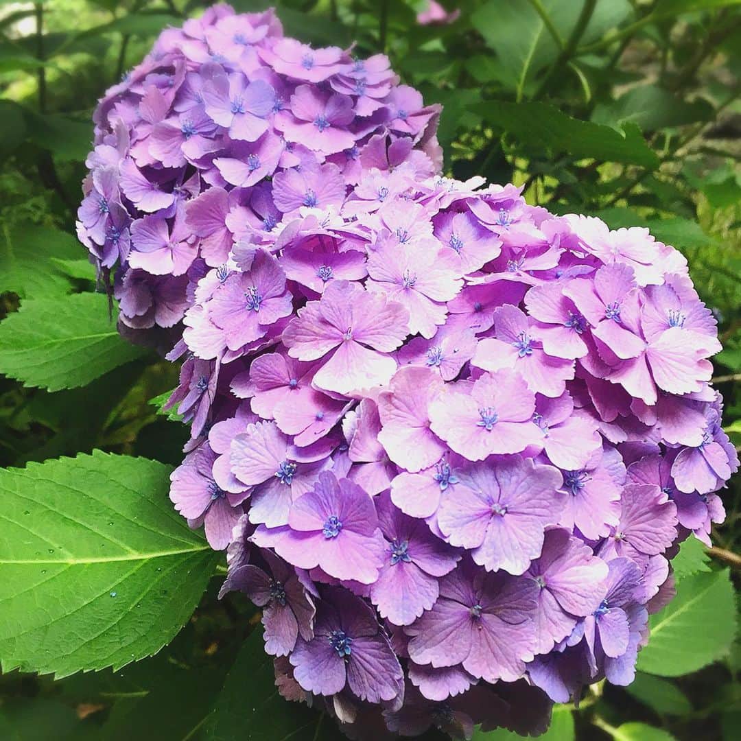 森口彩乃さんのインスタグラム写真 - (森口彩乃Instagram)「稽古場へ向かう道中、この紫陽花ちゃんが毎朝「撮って、撮って」と愛らしかったので。 紫陽花って色々な種類があって、面白いよ。 梅雨も、もうすぐ明けるね。 そしたら、夏がくる！  #紫陽花  #あじさい  #梅雨  #夏  #花  #flower」6月23日 23時32分 - ayano.moriguchi