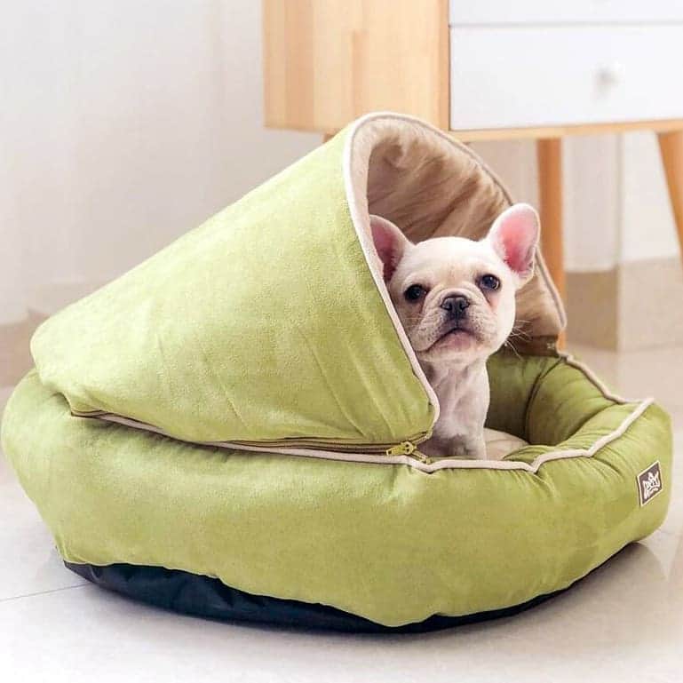 French Bulldogさんのインスタグラム写真 - (French BulldogInstagram)「New Arrivals: Dual Suede French Bulldog Nest in Olive 🍸🕊 ... 👉 You will have both - bed and dog house with this Dual Suede French Bulldog Nest. Provide a secured and cozy environment for pets - our Frenchies just love it! 💤😴🛏 . . . . . #frenchbull #frenchbulldogs #frenchie #bullypics #bulldogs#frenchbulldoglife #法国斗牛犬 #frenchbulldogpuppy#frenchyfanatics #frenchielovers #frenchielove#buhistagram #frenchielife #frenchbulldogsofinstagram#franskbulldog #frenchiebulldog #frenchiephotos #buhigram#frenchbulldog #frenchiegram #bullys」6月23日 23時41分 - frenchie.world
