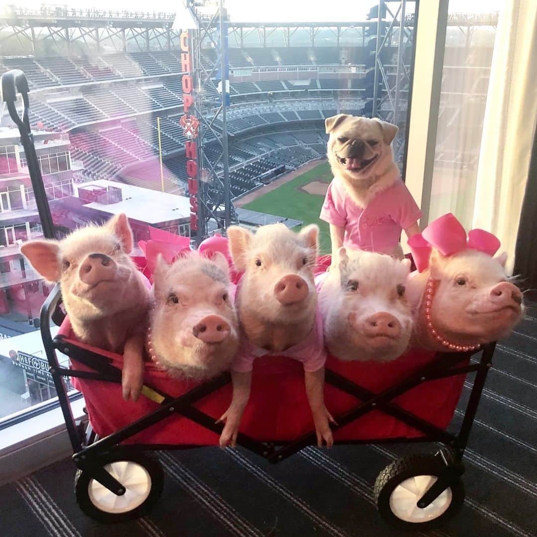 Priscilla and Poppletonさんのインスタグラム写真 - (Priscilla and PoppletonInstagram)「Happy National Pink Day! Talk about a room with a view! We want to give a huge snout out to the @omnibatteryatl for being so pet friendly and letting us bring our pug Pigtail along. This is hooves down the best hotel in Atlanta! Now, @sparklesthediva, let’s get this party started!🐷🎉 . Super excited to see some of you @sportssocialatl today from 5-7pm to celebrate Sparkle’s birthday. Everyone is invited!🐷🎂🐶#NationalPinkDay #AttheOmni #Pigtailthepug #PiggyPenn #PoseyandPink #PrissyandPop」6月23日 23時48分 - prissy_pig