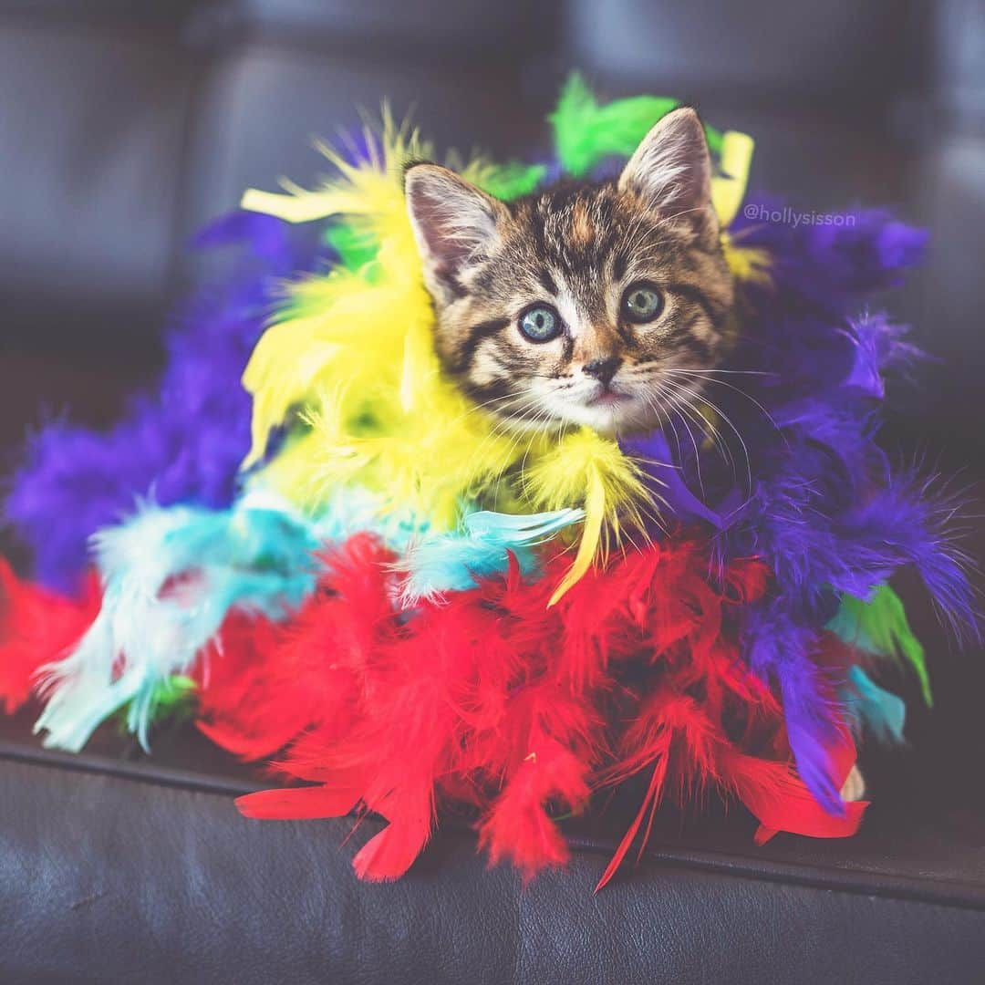 Holly Sissonのインスタグラム：「Wrapped in a rainbow, Happy #Pride! 🌈🐱❤️ #kitten #tabbykitty #mainecoon #loveislove #pride2019 #pridemonth (See more of Emma on @pitterpatterfurryfeet) ~ Canon 1D X MkII + 85 f1.4L IS @ f1.4  See my bio for full camera equipment information plus info on how I process my images. 😊」