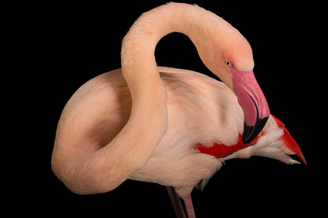 Joel Sartoreさんのインスタグラム写真 - (Joel SartoreInstagram)「Meet Pauly, a greater flamingo @lazoo. You can help to protect these famous pink birds by keeping your distance and refraining from driving vehicles in areas where breeding colonies have been established. Keeping the flamingo’s stress levels low helps increase reproductive success, ensuring that more eggs are laid each year. These birds can be found in warm, watery regions on many continents around the globe. If you spot one in the wild, you’re almost guaranteed to see many more, as this species finds safety in numbers, living and feeding in flocks. This strategy helps to protect individual birds from predators while many have their heads down in the mud searching for food. Greater flamingos also breed while gathered in groups, and once mating is complete, a pair takes turns incubating their single egg until their chick is ready to hatch! #pinkflamingoday #greaterflamingo #pink #feathers #longneck #photoark #savetogether」6月23日 23時54分 - joelsartore