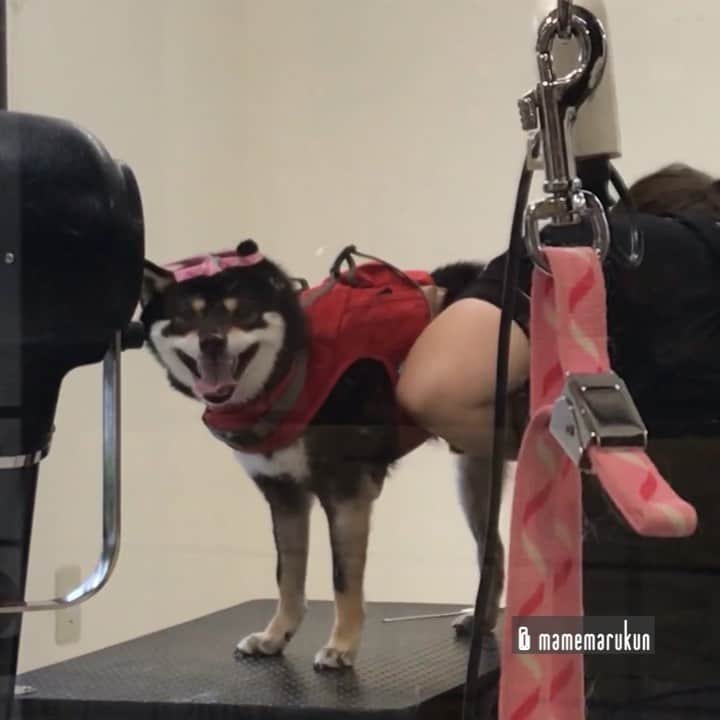 まめ丸のインスタグラム：「* * 【スワイプしてね】 今日はつめきりがんばったよ🐶💓 ①うしろあしはニコニコ ②まえあしはニガテでちょっとないちゃった🐶💦 #まめ丸つめきり --------------------------------- 今日のつめきりのお話ブログにかいたよ🐶💓 * Nail salon💅🐶💓 I did my best❣️ --------------------------------- I updated my blog🐶💓 The URL is in my profile. Please visit it if you have time❣️ * #おねえさん今日も2人ではげましてくれた #いつもありがとう #ネコみたいな声で助けをよぶぼく🐱 * #柴犬#豆柴#柴#黒柴#黒豆柴#犬#まめ丸ねこ疑惑 #shiba#shibainu#shibastagram#shibadog#puppy#instadog#dogstagram#dog#mameshiba#instashiba#petstagram#pet#buzzfeedanimals#cute#cutedog#강아지#멍스타그램#doglover」