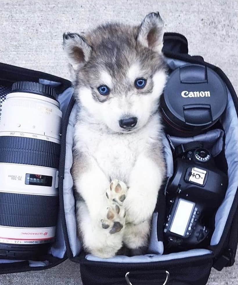 husky and malamuteのインスタグラム：「Look at this little cutie.🥰💖🐾」