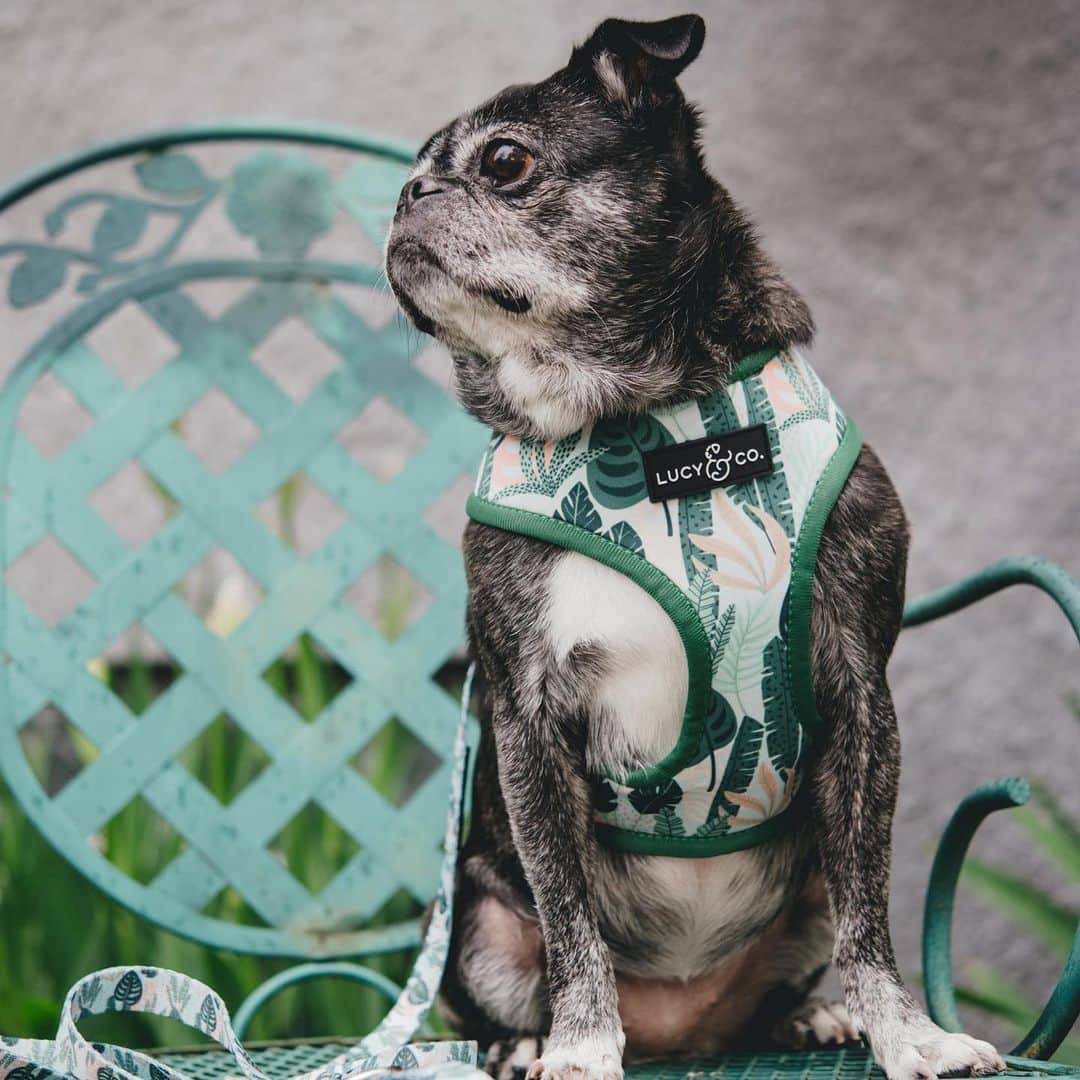 DogsOf Instagramのインスタグラム：「Lucy Feeling regal in her @lucyand.co harness 🌴🍃🌵」