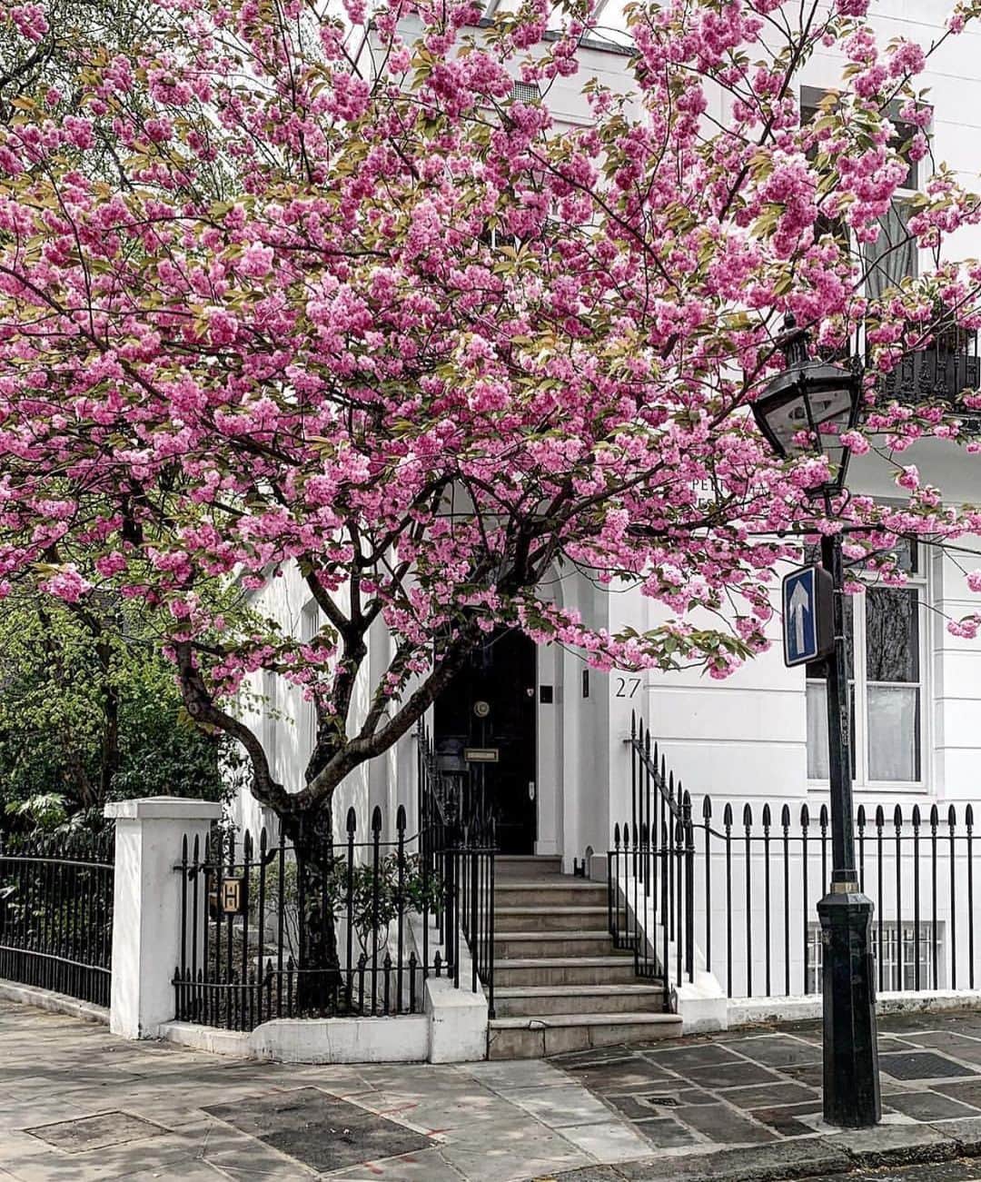 MT DOMAINEさんのインスタグラム写真 - (MT DOMAINEInstagram)「How much cherry blossom content is too much cherry blossom content? The limit does not exist. 🌸 | photo: @bei.bei.wei」6月24日 1時41分 - mydomaine