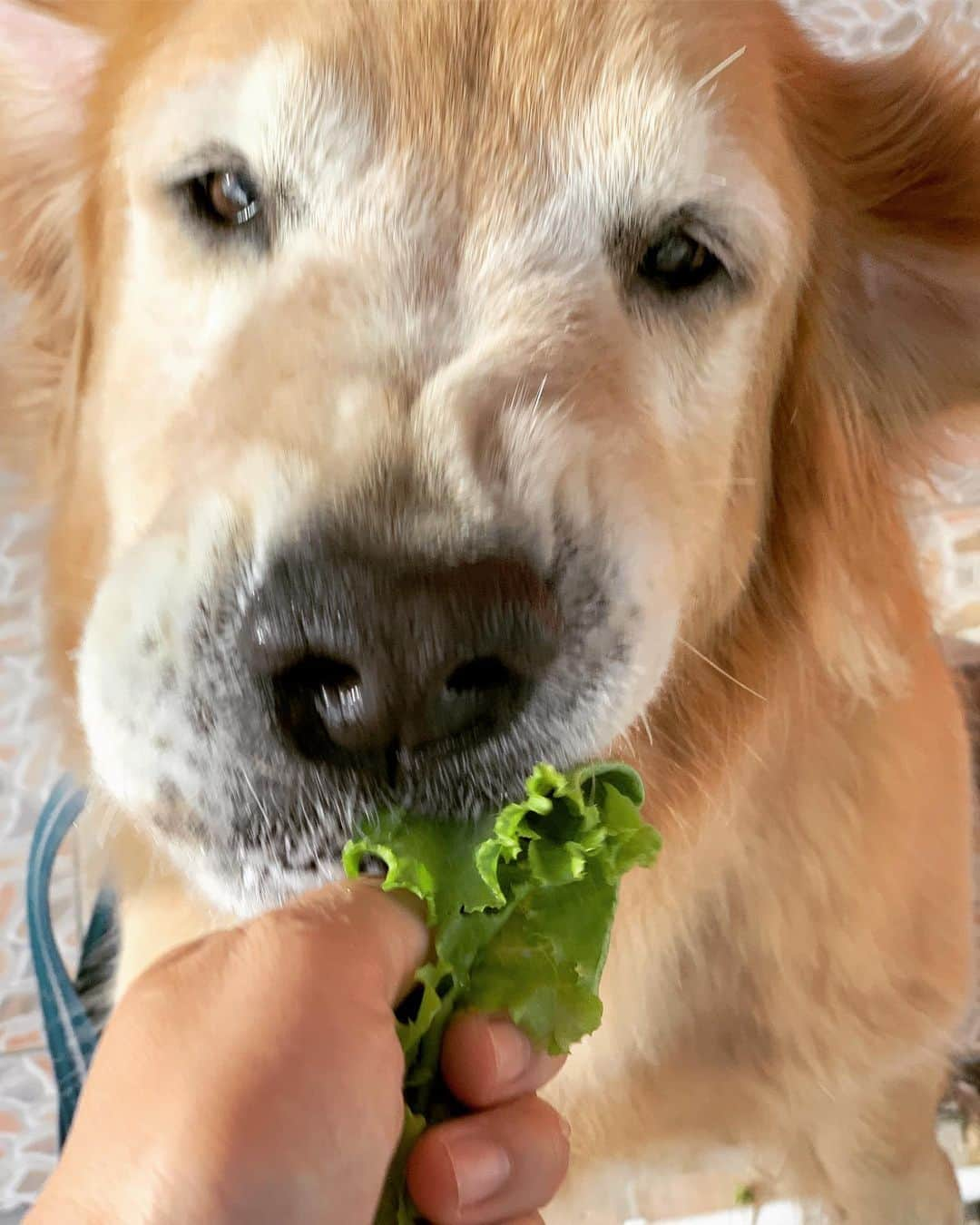 tamatamagoさんのインスタグラム写真 - (tamatamagoInstagram)「Good morning 🥗🎉 . .  おはようございます🌞 マオちゃんは、 いつだって全力投球。 全身全霊でレタスに挑みます‼️ 🤣🤣🤣🤣🤣 . .  #1枚目もすごいけど #2枚目はもはや #知らない生き物😂  #何もそこまで😂 #レタスは逃げませんよ😆  During morning walk with mommy Mamiao got some lettuce again😆 . .  #goldenretriever #goldenretrievers #retriever #retrievergram #retrieveroftheday #goldenretrieversworld #goldenretrieversrule #goldenretrieversofinstagram #ilovegolden_retrievers #welovegoldens #ゴールデンレトリバー #ゴールデンレトリバー大好き #ゴールデンレトリバーのいる生活 #大型犬 #レトリバー #レタスのおじさん」6月24日 11時09分 - tamatamago