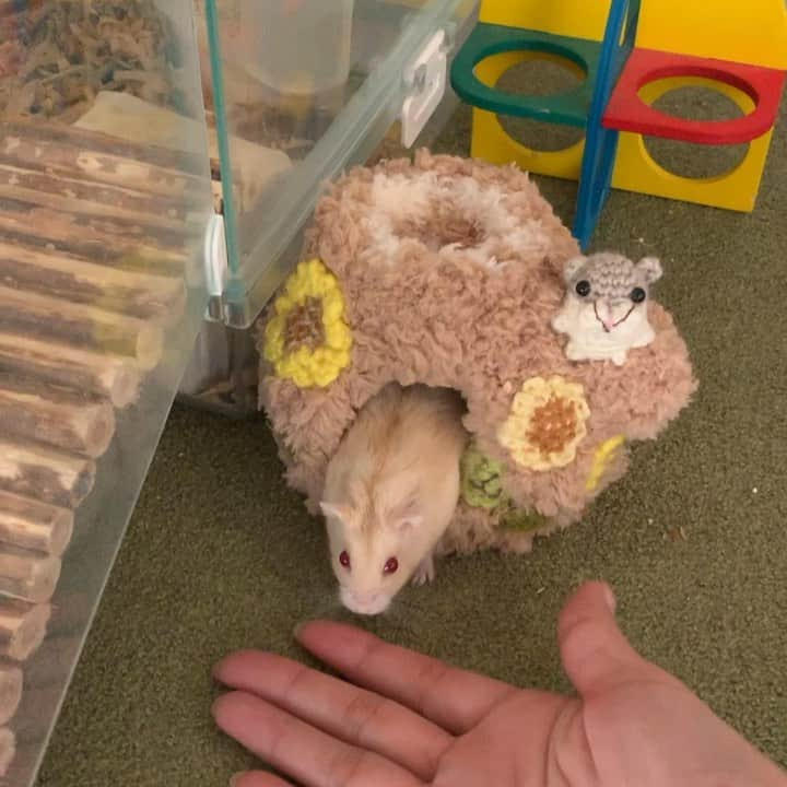 hamster_mocoのインスタグラム