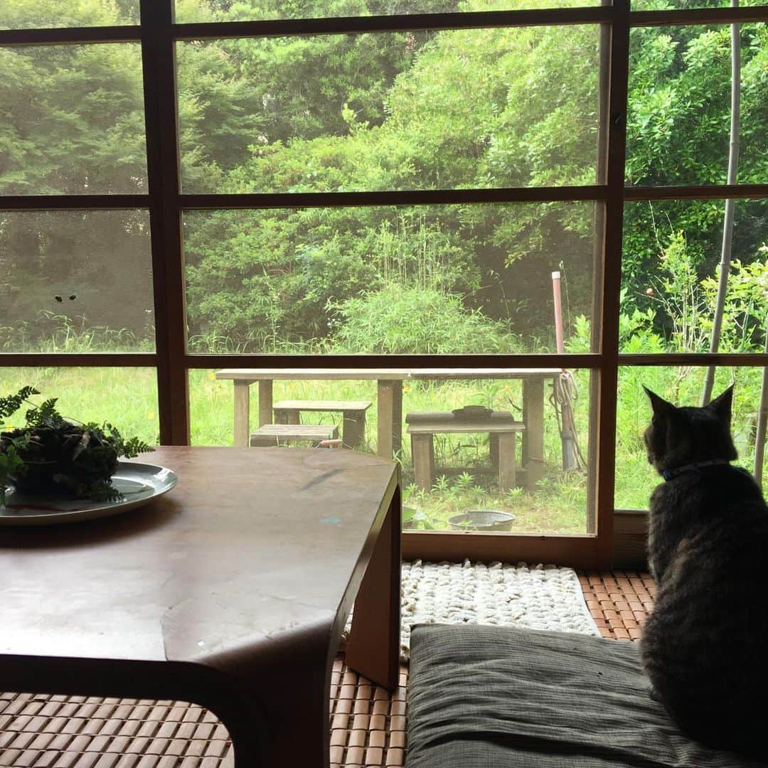 野本かりあさんのインスタグラム写真 - (野本かりあInstagram)「昨日は猫友仲間になった、八重樫夫妻のお招きでお出かけ。 古き良き日本家屋に幸せそうな猫たち。 ヤギとドラムと私。 エレクトーンとギターとルンバのパーカッションにて、即興セッション←ストーリーズにて はー❣️濃厚で楽しい1日でした❤️❤️❤️❤️❤️」6月24日 11時35分 - karianomoto