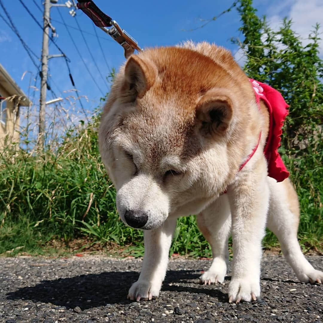 柴子さんのインスタグラム写真 - (柴子Instagram)「おはようございます。 今日はここ最近の中では一番暑い朝。 サッサと出して帰ったら柴子(仮名)さん。 しっかりお昼寝してね(*^^*) #柴犬　#shibainu #shibastagram」6月24日 11時35分 - senogawadogs