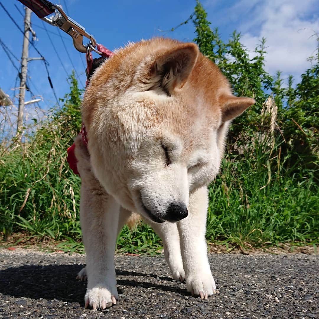 柴子さんのインスタグラム写真 - (柴子Instagram)「おはようございます。 今日はここ最近の中では一番暑い朝。 サッサと出して帰ったら柴子(仮名)さん。 しっかりお昼寝してね(*^^*) #柴犬　#shibainu #shibastagram」6月24日 11時35分 - senogawadogs