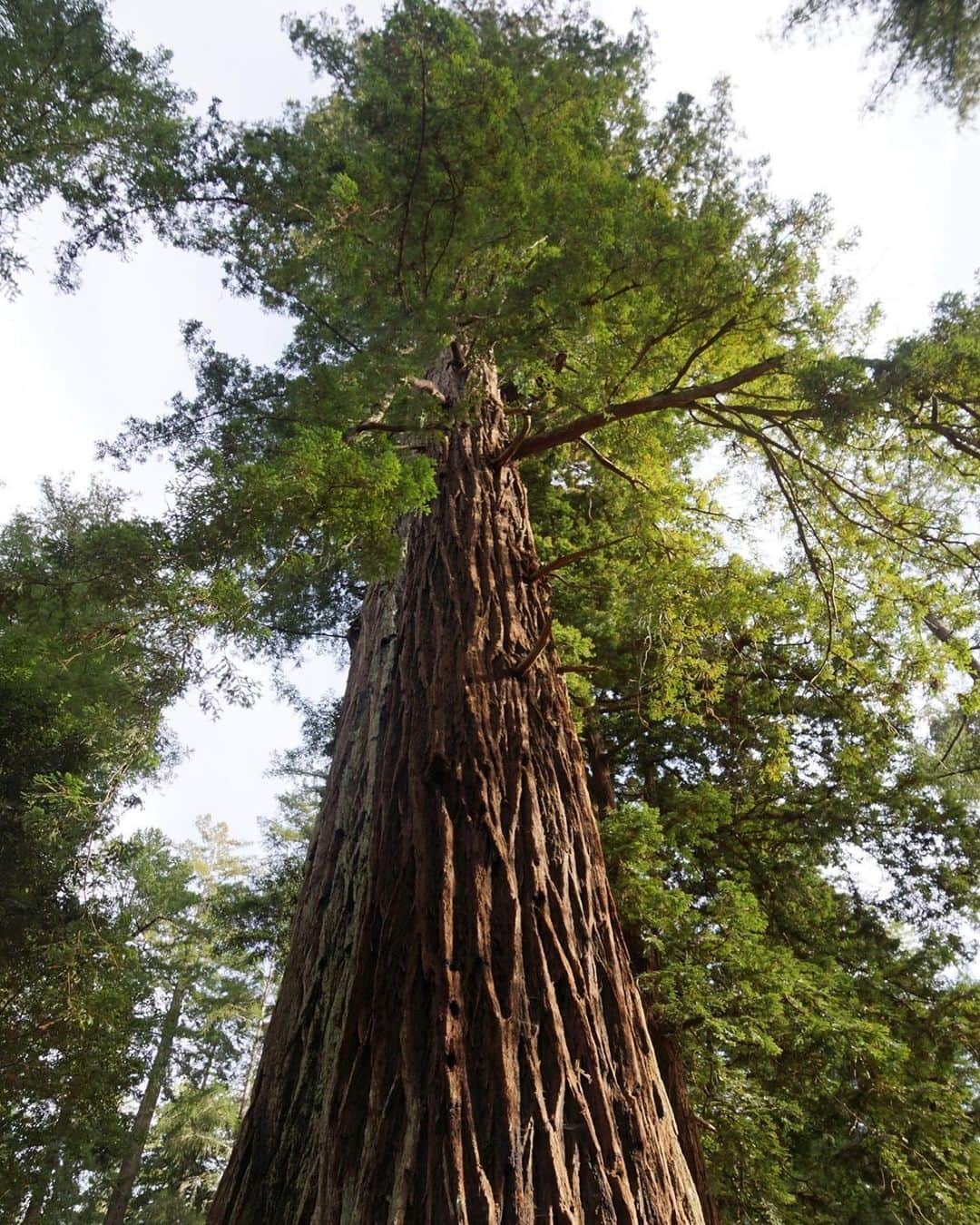 アメリカ自然史博物館さんのインスタグラム写真 - (アメリカ自然史博物館Instagram)「Did you know that the coast redwood (Sequoia sempervirens) is the world’s tallest tree? It can grow over 300 feet (91 meters) tall, have a trunk width of more than 27 feet (8 meters), and live as long as 2,000 years old! The majestic tree once had a wide range across the Northern Hemisphere, but today it only occupies a narrow 450-mile (724-kilometer) strip of forest along North America’s Pacific Coast. It’s also fast-growing: in perfect conditions, the coniferous tree can grow over 1 foot (30 centimeters) in just 1 year! Photo: Allie_Caulfield」6月24日 11時39分 - amnh
