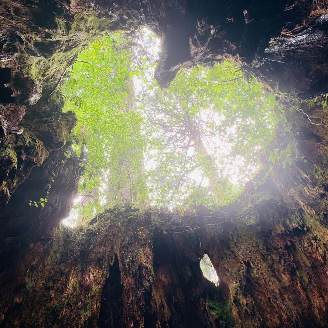 濱田隼さんのインスタグラム写真 - (濱田隼Instagram)「休日の小旅行。 世界遺産 屋久島の縄文杉を見て来ました。 樹齢 数千年とも言われますが 5時間以上歩き続けて、縄文杉と対面した瞬間の感動は忘れられません。 . 屋久島は大自然で感動続きでしたが 「やはり、１つだけ、存在感が群を抜いているなぁ」と。 個人的に、思いました。 . 白谷雲水峡 ルートで行きました。 「もののけ姫」のモデルとなった場所です。 . いつ「こだま」が木の陰から現れるのかと、期待し 名シーン「お前にサンを救えるか？」の台詞を言い合うなど テンションが、上がっていました。笑 . 山頂の小屋に泊まったので、1白2日のプラン。 達成感、ハンパないです！ . #世界遺産 #屋久島 #縄文杉 #ウィルソン株 #トロッコ道 #白谷雲水峡 #もののけ姫 #友人の鈴木くんと #メーテレ #アナウンサー #濱田隼」6月24日 11時44分 - shun_hamada_nbn