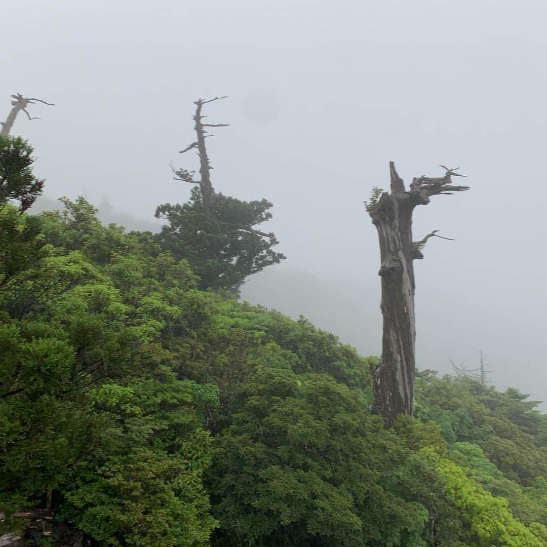 濱田隼さんのインスタグラム写真 - (濱田隼Instagram)「休日の小旅行。 世界遺産 屋久島の縄文杉を見て来ました。 樹齢 数千年とも言われますが 5時間以上歩き続けて、縄文杉と対面した瞬間の感動は忘れられません。 . 屋久島は大自然で感動続きでしたが 「やはり、１つだけ、存在感が群を抜いているなぁ」と。 個人的に、思いました。 . 白谷雲水峡 ルートで行きました。 「もののけ姫」のモデルとなった場所です。 . いつ「こだま」が木の陰から現れるのかと、期待し 名シーン「お前にサンを救えるか？」の台詞を言い合うなど テンションが、上がっていました。笑 . 山頂の小屋に泊まったので、1白2日のプラン。 達成感、ハンパないです！ . #世界遺産 #屋久島 #縄文杉 #ウィルソン株 #トロッコ道 #白谷雲水峡 #もののけ姫 #友人の鈴木くんと #メーテレ #アナウンサー #濱田隼」6月24日 11時44分 - shun_hamada_nbn