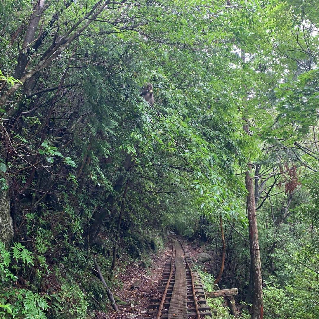 濱田隼さんのインスタグラム写真 - (濱田隼Instagram)「休日の小旅行。 世界遺産 屋久島の縄文杉を見て来ました。 樹齢 数千年とも言われますが 5時間以上歩き続けて、縄文杉と対面した瞬間の感動は忘れられません。 . 屋久島は大自然で感動続きでしたが 「やはり、１つだけ、存在感が群を抜いているなぁ」と。 個人的に、思いました。 . 白谷雲水峡 ルートで行きました。 「もののけ姫」のモデルとなった場所です。 . いつ「こだま」が木の陰から現れるのかと、期待し 名シーン「お前にサンを救えるか？」の台詞を言い合うなど テンションが、上がっていました。笑 . 山頂の小屋に泊まったので、1白2日のプラン。 達成感、ハンパないです！ . #世界遺産 #屋久島 #縄文杉 #ウィルソン株 #トロッコ道 #白谷雲水峡 #もののけ姫 #友人の鈴木くんと #メーテレ #アナウンサー #濱田隼」6月24日 11時44分 - shun_hamada_nbn