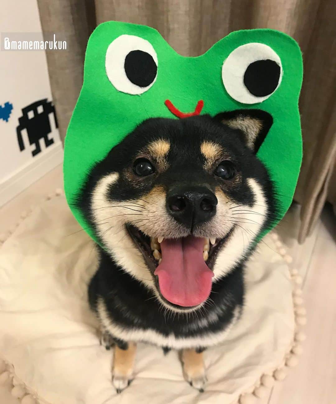 まめ丸のインスタグラム：「* * 【 #はめ丸 シリーズ🐸かえる】 * 月曜日からあめ☂️でゆううつだけど おひるからもがんばろうねー🐶💓 * I'm frog , not dog🐶🐸💓 🌟#mamemaruscosplay  No.14 frog🐸🌟 * #ぼくもおるすばんがんばる🐶💪 #まめスマイル * #柴犬#豆柴#柴#黒柴#黒豆柴#犬#shiba#shibainu#shibastagram#shibadog#puppy#instadog#dogstagram#dog#instashiba#petstagram#pet#buzzfeedanimals#cute#cutedog#강아지#멍스타그램#worldofcutepets#カエル#frog」