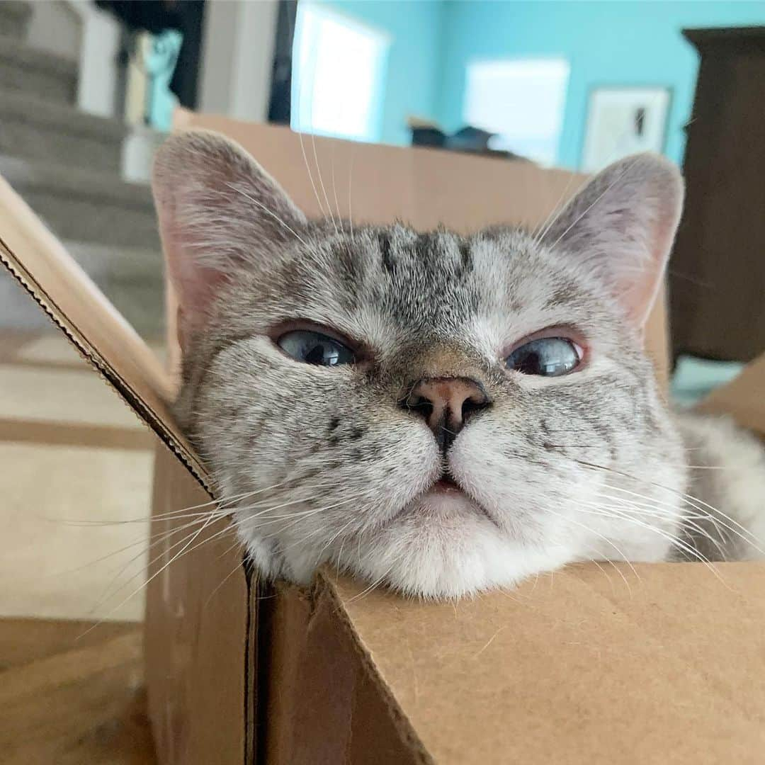 nala_catさんのインスタグラム写真 - (nala_catInstagram)「How do you say hello in your language?  @lovenalaco」6月24日 3時44分 - nala_cat