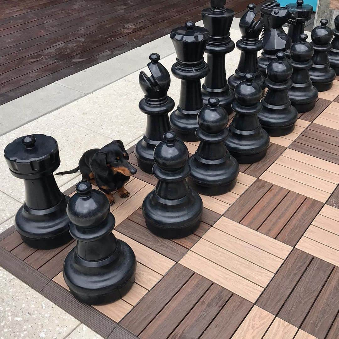 Crusoe the Celebrity Dachshundさんのインスタグラム写真 - (Crusoe the Celebrity DachshundInstagram)「“Does something look a little off to you in this chess set?🤣” ~ Crusoe」6月24日 3時54分 - crusoe_dachshund