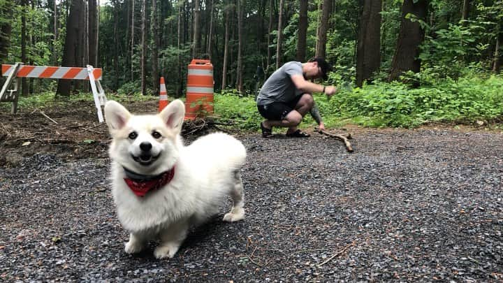 Winston the White Corgiのインスタグラム