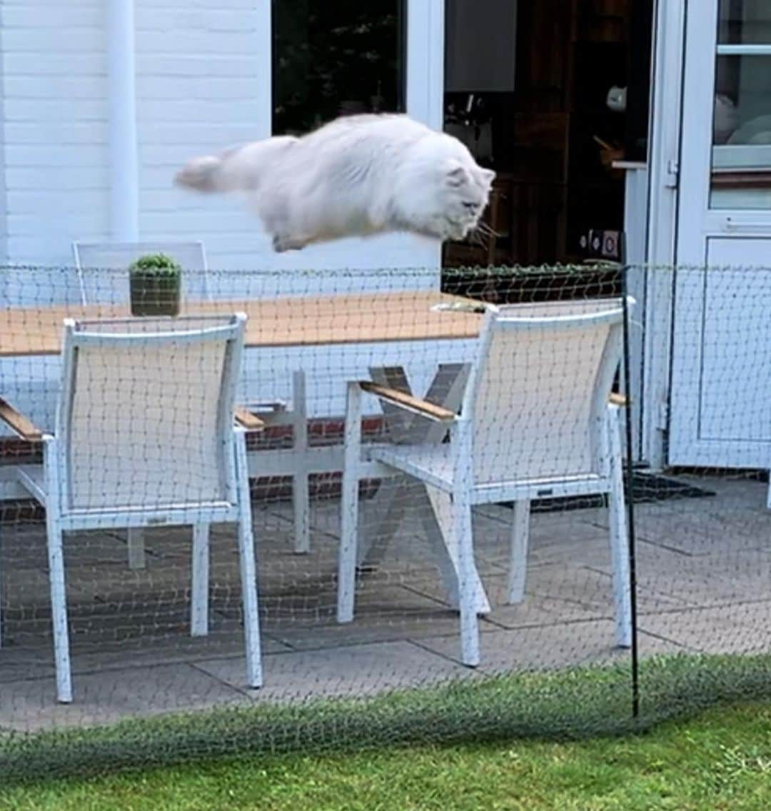 Milkshake the Catのインスタグラム：「Nope. Not high enough.」